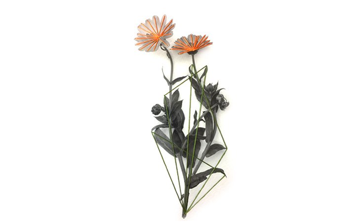 Calendula