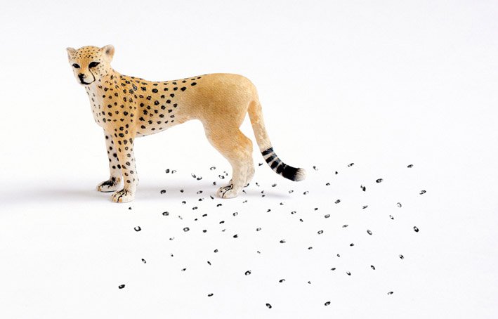 Cheeta