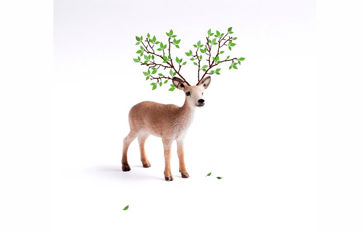 Venado
