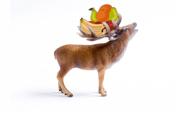 Venado